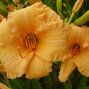 08201348_hemerocallis_bailey_hay_02
