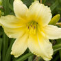 3221016_hemerocallis_big_time_happy_01