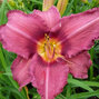 9242252_hemerocallis_byzantine_emperor_01