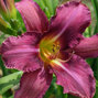 9242252_hemerocallis_byzantine_emperor_02