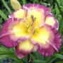 9251020_hemerocallis_cheese_and_wine_01