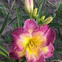 9251020_hemerocallis_cheese_and_wine_02
