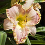 9250885_hemerocallis_clothed_in_glory_01