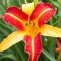 3220033_hemerocallis_frans_hals_02