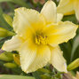 9250876_hemerocallis_jordan_yellow_01