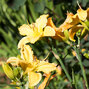 08202166_hemerocallis_lime_mango_03