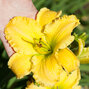 08202166_hemerocallis_lime_mango_04