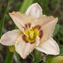 9250882_hemerocallis_royal_bird_01