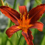 6252325_hemerocallis_sammy_russell_02