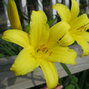 9251397_hemerocallis_summer_limone_01