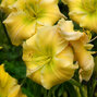 8254770_hemerocallis_tequila_and_lime_01