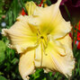 8254770_hemerocallis_tequila_and_lime_02