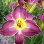 3233784_hemerocallis_waterdragon_02