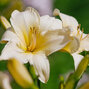 10223706_hemerocallis_white_temptation_02