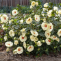 7254748_hibiscus_french_vanilla_01