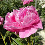 9244060_paeonia_alexander_fleming_01