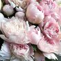9223154_paeonia_allertie_01