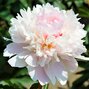 9223154_paeonia_allertie_02