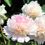 9223154_paeonia_allertie_03