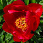 9243219_paeonia_blaze_03