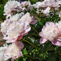 9240363_paeonia_catharine_fontijn_01