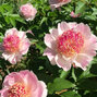 01212348_paeonia_do_tell_01