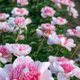 01212348_paeonia_do_tell_02