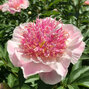 01212348_paeonia_do_tell_03