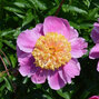 9253206_paeonia_doreen_01