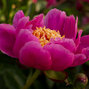 9253206_paeonia_doreen_02