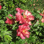 01212357_paeonia_itoh_hillary_01