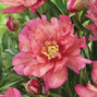 01212357_paeonia_itoh_hillary_02