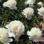 10223698_paeonia_lancaster_imp_01