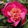 9243218_paeonia_neon_01