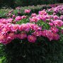 9243218_paeonia_neon_02