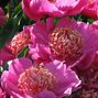 9243218_paeonia_neon_03