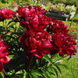 10223700_paeonia_peter_brand_01