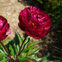 10223700_paeonia_peter_brand_02