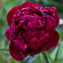 10223700_paeonia_peter_brand_03