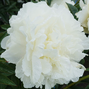10254892_paeonia_puffed_cotton_01