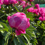 9243164_paeonia_red_sarah_bernard_02