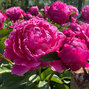 9243164_paeonia_red_sarah_bernard_03