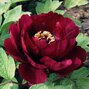 3251563_paeonia_s_2