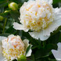 9243166_paeonia_top_brass_01