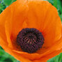 4212845_papaver_orange_glow_01