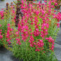 8223632_penstemon_harlequin_magenta_01