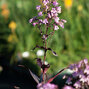 7231619_penstemon_pocahontas_01