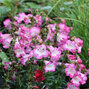 3252625_penstemon_polaris_pink_01
