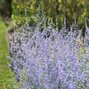 6250339_perovskia_russian_sage_02