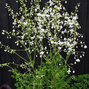 2211905_thalictrum_alba_02